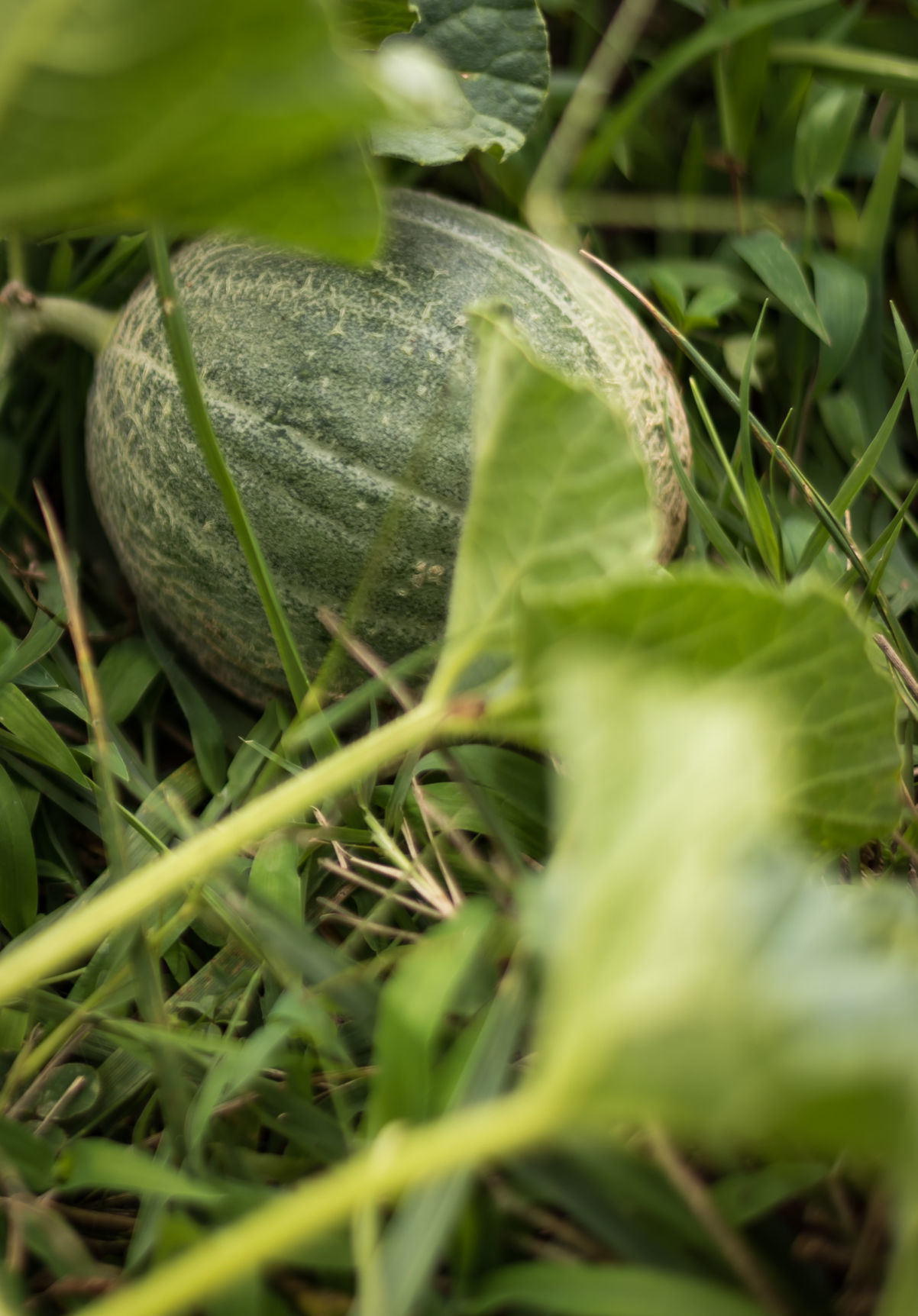 Acadia Food Forest